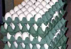 تخم مرغ ها در راه صادرات جا مانده اند