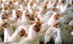 دلالی سویای دولتی در کشتارگاه‌ها/ مرغ‌های تخم‌گذار کشتار می‌شوند