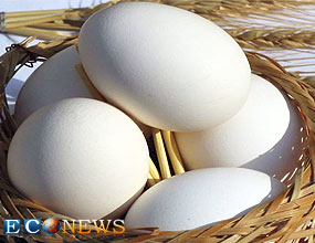 اولین مزرعۀ تولید تخم مرغ در آسیا براساس استانداردهای اتحادیۀ اروپا !