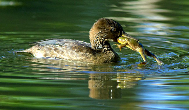 شکار قورباغه توسط اردک. (رکس)