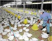 افزایش ظرفیت تولید مرغداری های استان گلستان با اجرای طرح اصلاح ساختار مرغداری ها