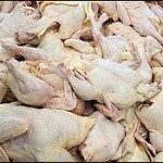 دو دستگاه حامل مرغ کشتار و زنده در اردبیل متوقف شد