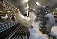 11 درصد مرغ‌های مادر مازندران در سوادکوه تولید می‌شود