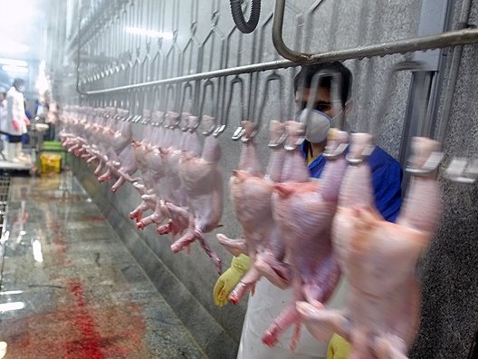 2 برابر مصرف مرغ کشتار انجام می‌‌شود