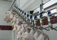 تولید گوشت مرغ با وزن مناسب زمینه را برای صادرات فراهم می‌کند