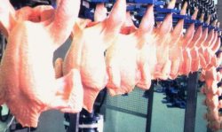 افزایش تولید گوشت مرغ با کاهش دوره پرورش به 42 روز