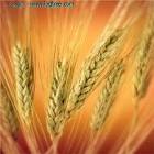 وزارت صنعت و کشاورزی در کنترل قیمت تخم مرغ و گندم کوتاهی می کنند