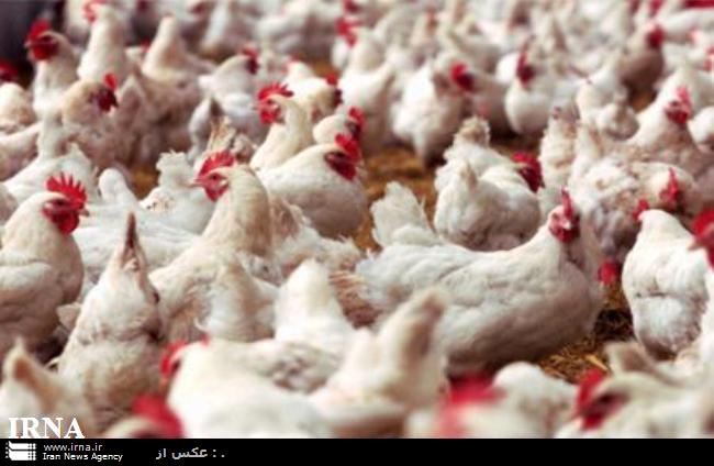 طرح ناجي، ناجي مرغداران شد