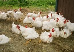 اثرات جايگزيني ذرت با گندم با استفاده از آنزيم سافيزيم بر عملكرد و بعضي از صفات كيفي تخم مرغ در مرغ هاي تخم گذار