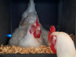 بررسي اثرات زئوليت (كلينوپتيلوليت) بر شاخص هاي عملكرد مرغ تخمگذار تجارتي