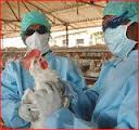 اجرای طرح ملی پایش آنفلوانزای فوق حاد پرندگان آغاز شد