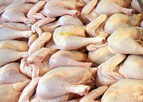 صادرات 50 درصدی مرغ تولیدی استان یزد