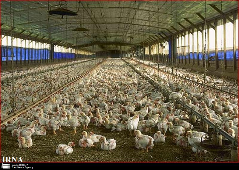 مرد مست آمریکایی ۷۰ هزار مرغ را کشت