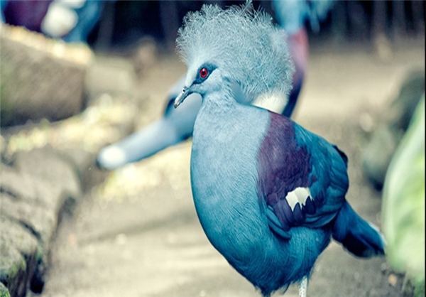 (تصاویر) گونه نادر کبوتر آبی