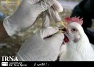 طرح پايش بيماري آنفلوانزاي پرندگان در خراسان‌جنوبي آغاز شد