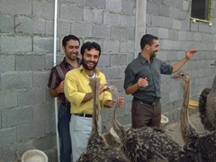 فعالیت یک واحد پرورشی شتر مرغ در خورو بیابانک اصفهان