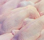 کابوس بحران «مرغ» در اروپا محقق شد
