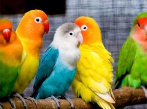 تصاویر / جلوه‎ای از قدرت خداوند در آفرینش پرندگان گوناگون و رنگارنگ