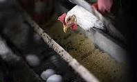 طرح پرورش پولت و مرغ تخمگذار با ظرفیت 150هزار قطعه درسروستان آغاز شد