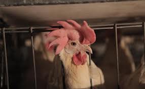 توليد مرغ‌ ارگانيك بدون افزودنی‌های خوراكي در كشور
