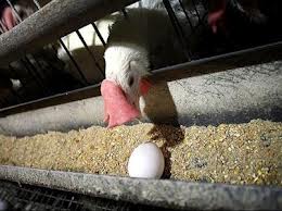 مقايسه عملكرد توليدي دو سويه مرغ تخم گذار تجاري