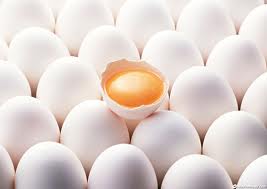 تخم مرغ مورد نیاز همدان تامین می شود