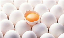 صادرات تخم‌مرغ به ۴کشور/سرانه پائین مصرف‌ ایرانی‌ها نسبت به استانداردجهانی