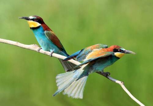 تصاویری از پرندگان زیبا
