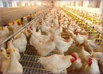 سرمایه گذاری برزیل برای ساخت کارخانه فراوری مرغ و ماکیان در چین