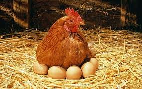 تاثير جيره كم پروتئين مكمل شده با اسيدهاي آمينه بر عملكرد، جوجه درآوري و پاسخ ايمني مرغ هاي مادر گوشتي در چرخه دوم توليد