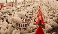 تولید 9 میلیون تن گوشت سفید در هر دوره/ 400 واحد مرغداری در کردستان احداث می شود