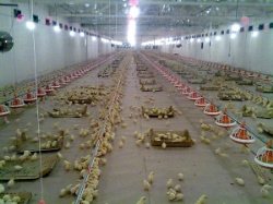 صنعت مرغداری جهان بر سر دو راهی