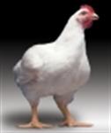شش واحد پرورش مرغ گوشتی امسال در لارستان به بهره برداری می رسد
