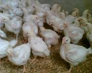 ظرفیت تولید 5 میلیون قطعه جوجه گوشتی در لرستان فراهم می شود