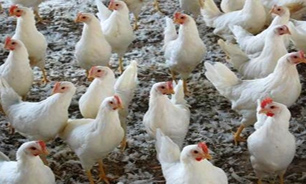 واگذاري امور مربوط به مرغداري ها به اتحاديه مرغداران كشور