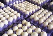 جلوگیری از صادرات تخم‌مرغ نمی‌تواند به اقتصاد کشور کمک کند