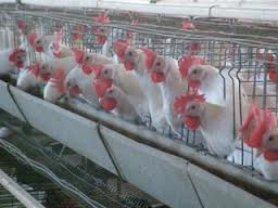 اثر افزودن بنتونيت سديم به جيره حاوي كنجاله پنبه دانه بر قابليت هضم مواد مغذي و بهره اقتصادي مرغ هاي تخمگذار