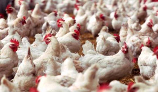 سالانه حدود ‎ 180هزار تن گوشت مرغ در مرغداریهای مازندران تولید می شود