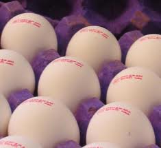 مصرف روزانه یک عدد تخم مرغ برای سلامت بدن ضروری است