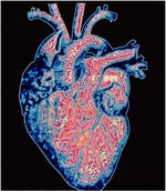 موفقیت تازه دانشمندان در "بای‌پس" قلب با رگ‌های خونی شتر مرغ!