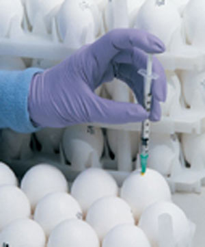 توليد تخم مرغ اس پي اف در موسسه واکسن و سرم سازي رازي