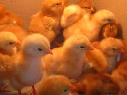 جداسازي و شناسايي باكتري هاي گرم مثبت هوازي و بي هوازي اختياري در تخم مرغهاي قابل جوجه كشي