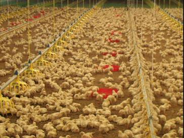 عملیات اجرایی ساخت مرغداری 20 هزار قطعه ای در سیروان آغاز شد