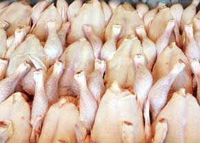 تولید 11 هزار و 354 تن مرغ سالم در کشتارگاه‌های قزوین
