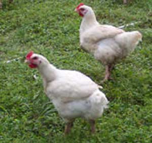 علاقه بیشتر روستاییان تالش به پرورش مرغ بومی!