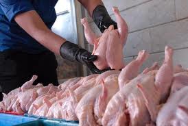 400 تن مرغ در کشتارگاههای سیستان و بلوچستان ذخیره شد