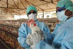 بررسي جراحات و تروپيسم بافتي ويروس آنفلوانزاي طيور تحت تيپ H9N2 در ماكيان گوشتي