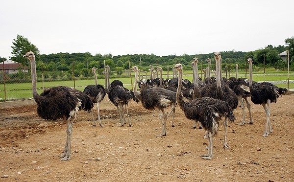 صنعت پرورش شتر مرغ در فردوس رو به رشد است