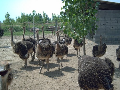 اردکان مستعد پرورش شترمرغ/ تولید 25 درصد گوشت شترمرغ استان در اردکان