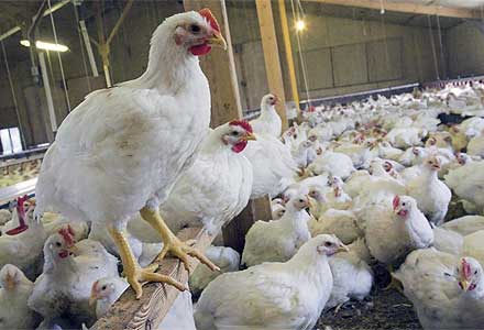 جهرم جایگاه سوم تولید گوشت مرغ استان فارس را دارد